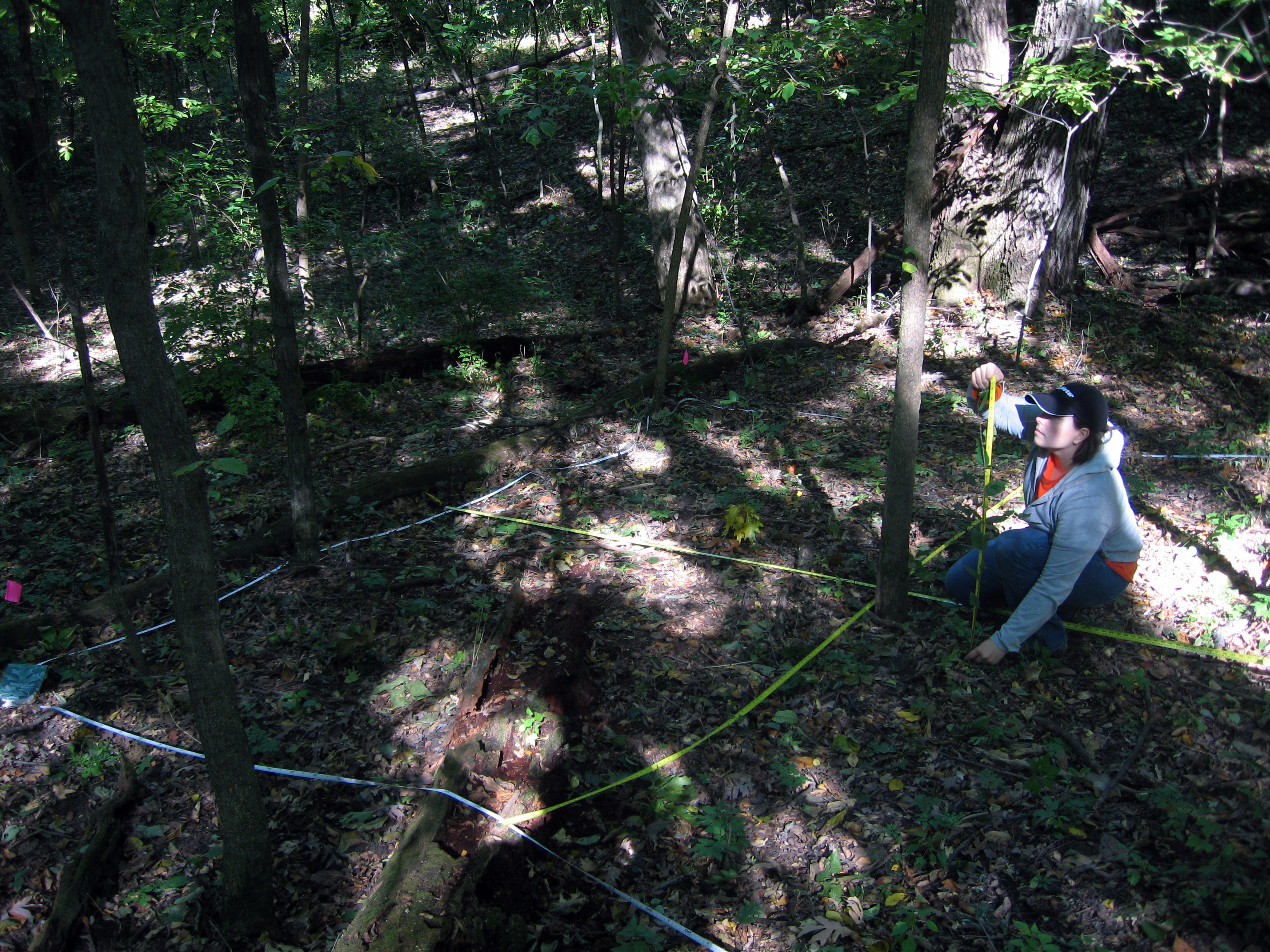 Field research shot - measuring honeysuckle heights and density